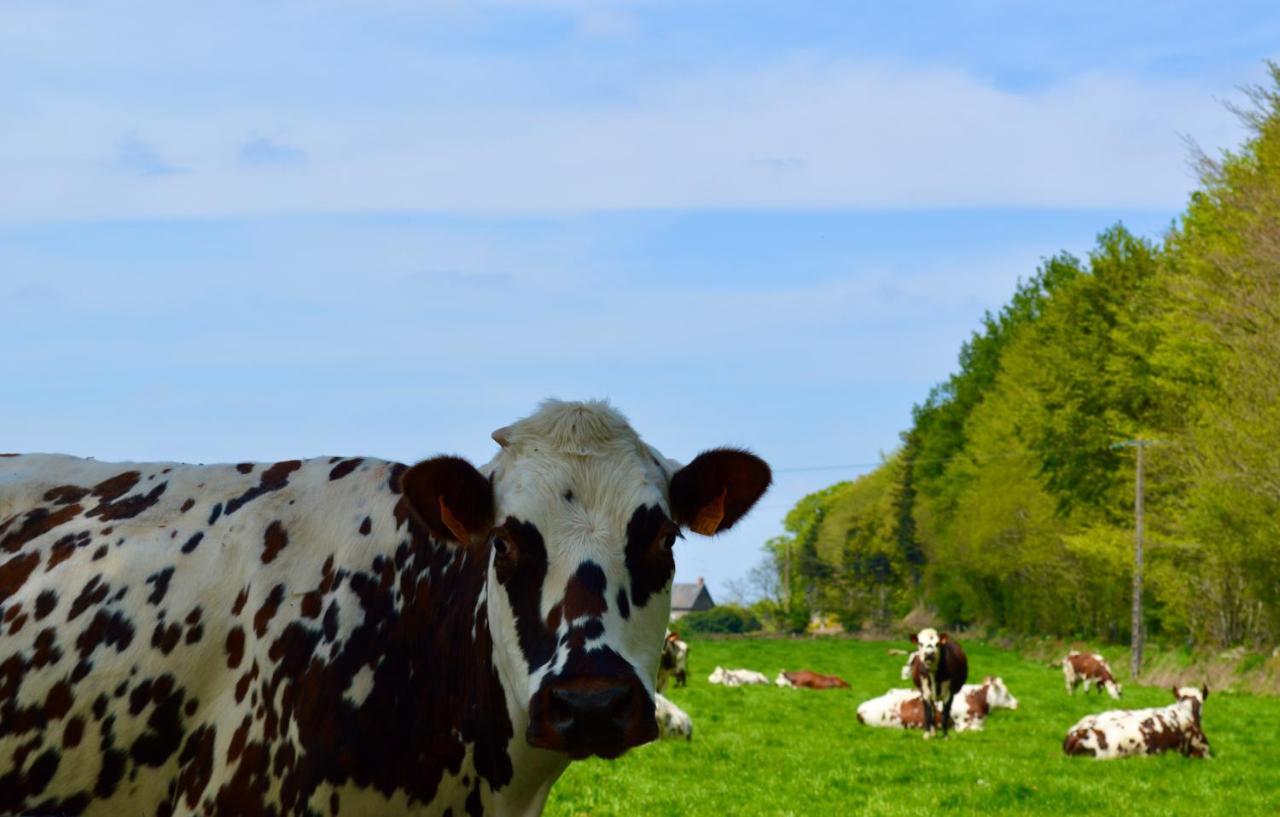 La Pichonniere Bed and Breakfast Isigny-le-Buat Buitenkant foto